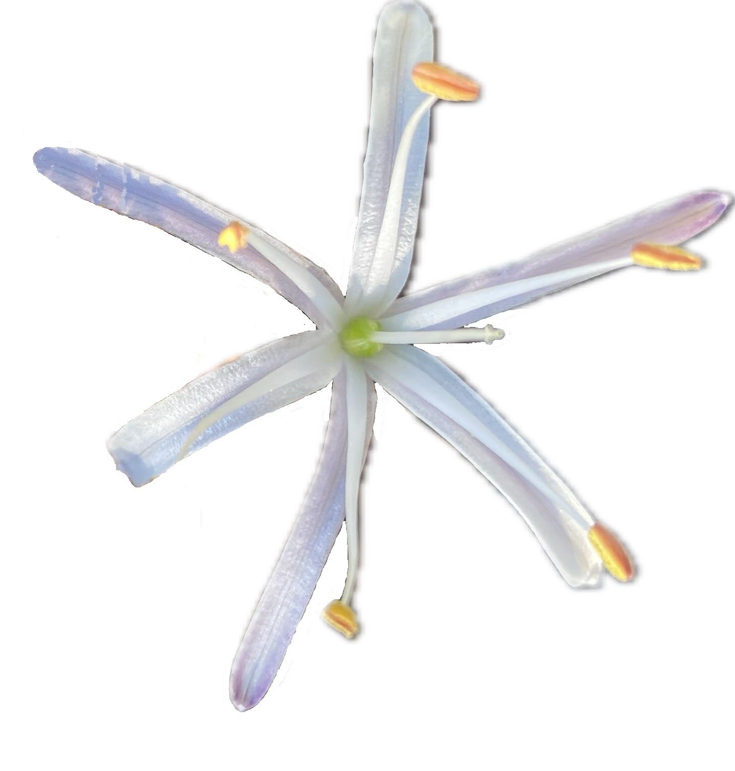 Soap Plant | Chlorogalum pomeridianum