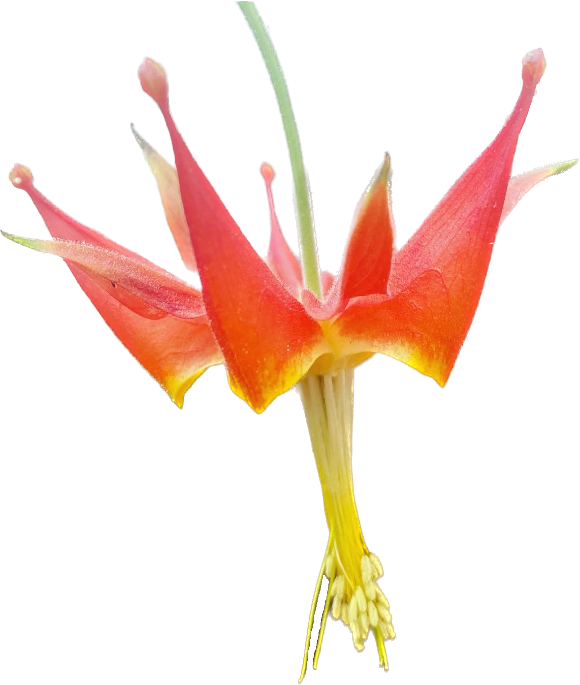 Serpentine (Crimson) Columbine | Aquilegia Eximia