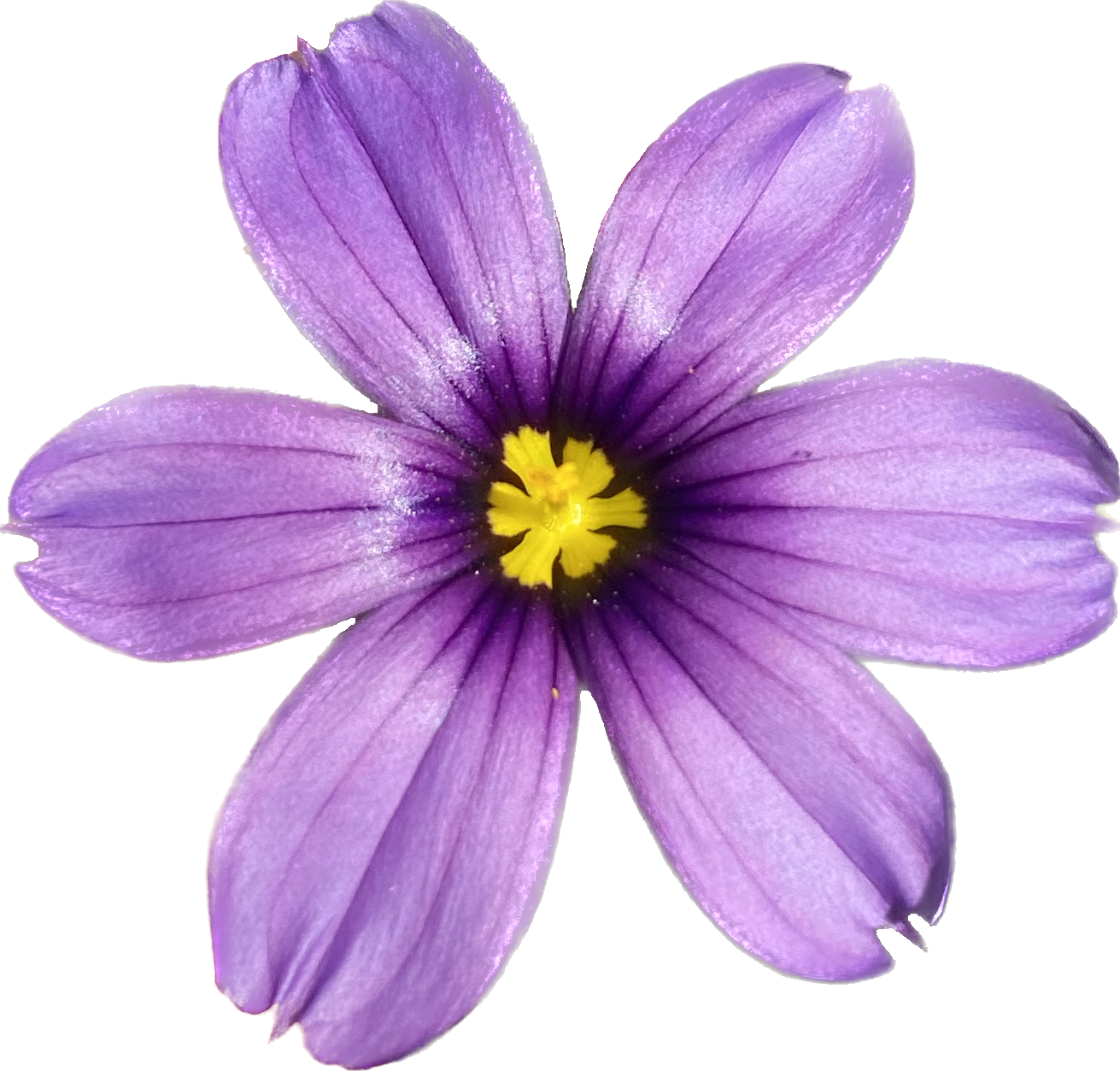 Blue Eyed Grass | Sisyrinchium bellum seeds