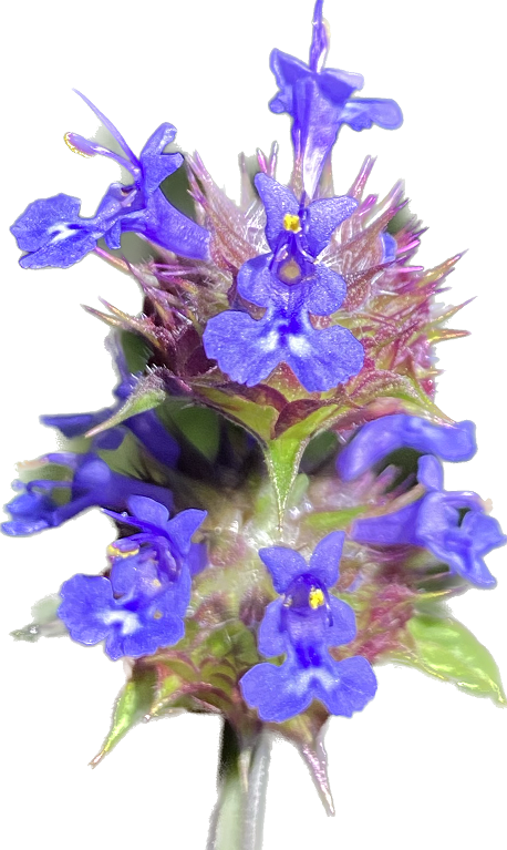 Golden Chia | Salvia Columbariae