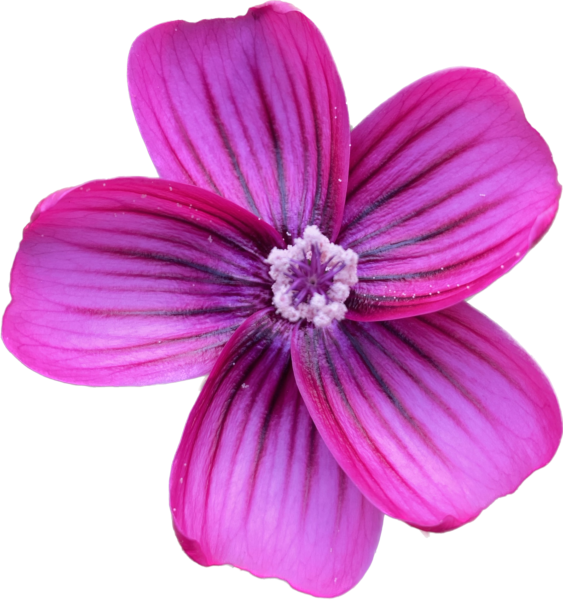 Island Mallow | Malva assurgentiflora