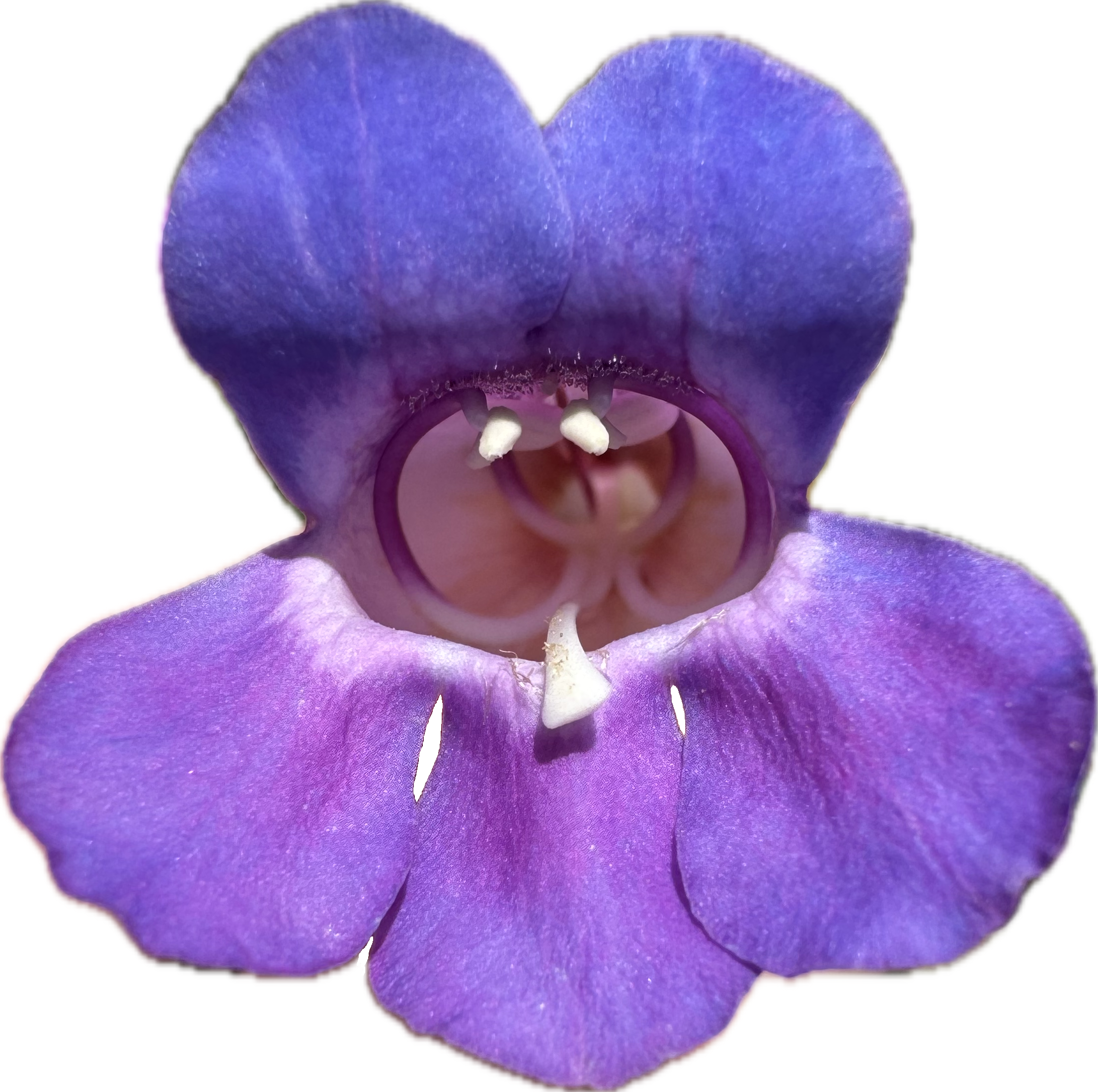 Showy Penstemon | Penstemon spectabilis