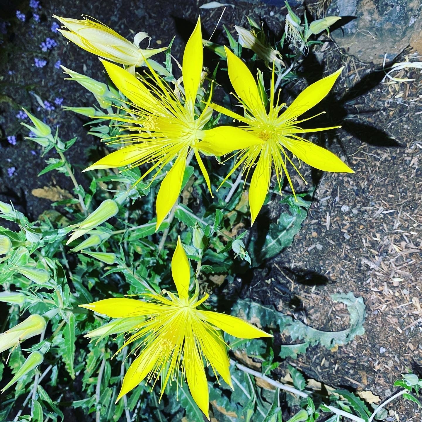 Giant Blazingstar | Mentzelia Laevicaulis Seeds