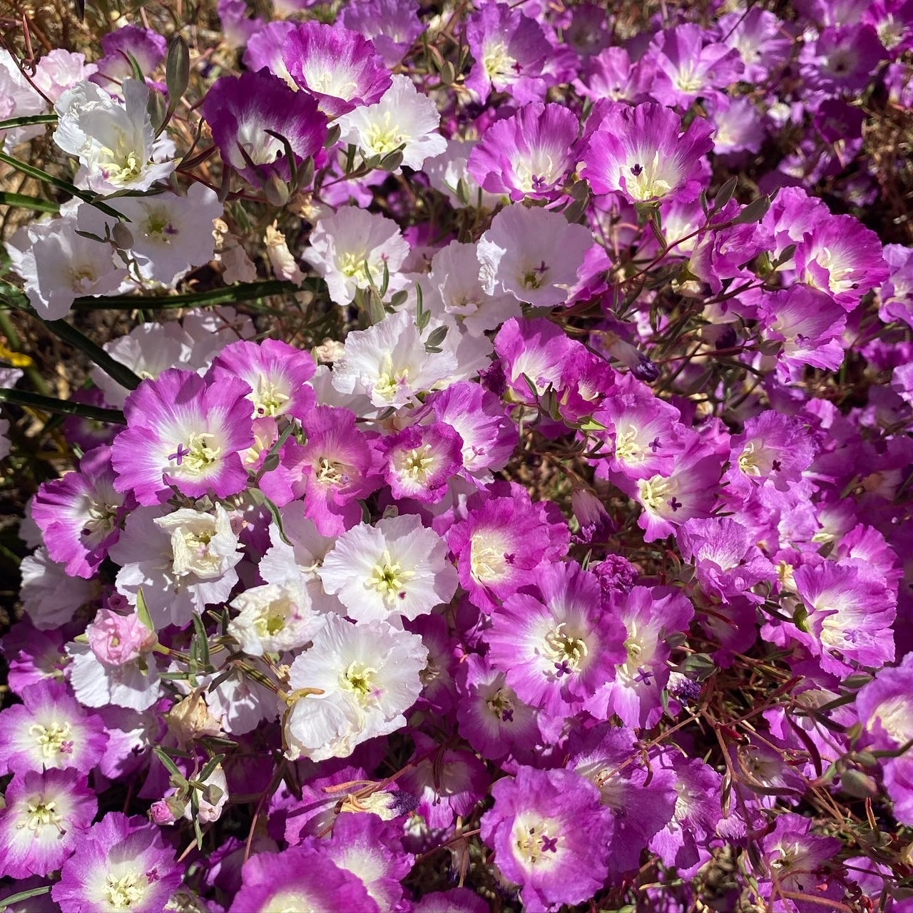 Clarkia Pismo | Clarkia speciosa ssp. immaculata seeds