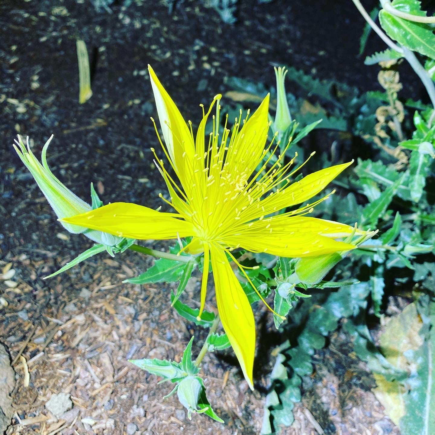 Giant Blazingstar | Mentzelia Laevicaulis Seeds