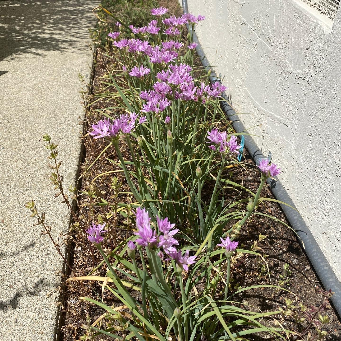 One Leaf Onion | Allium unifolium seeds