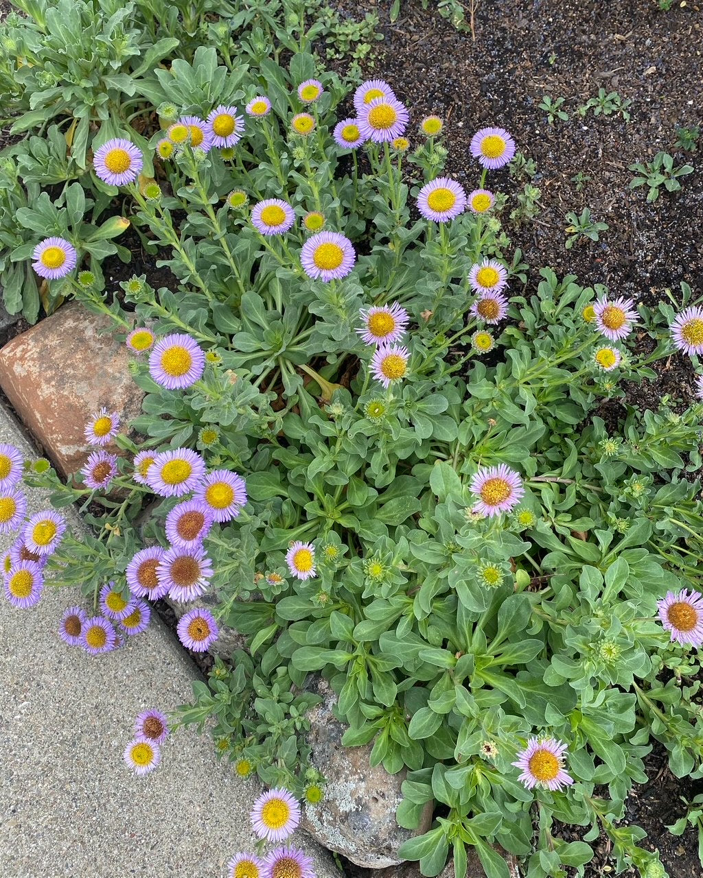 Seaside Daisy | Erigeron glaucus seeds