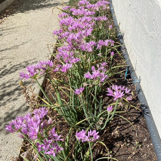 One Leaf Onion | Allium unifolium seeds