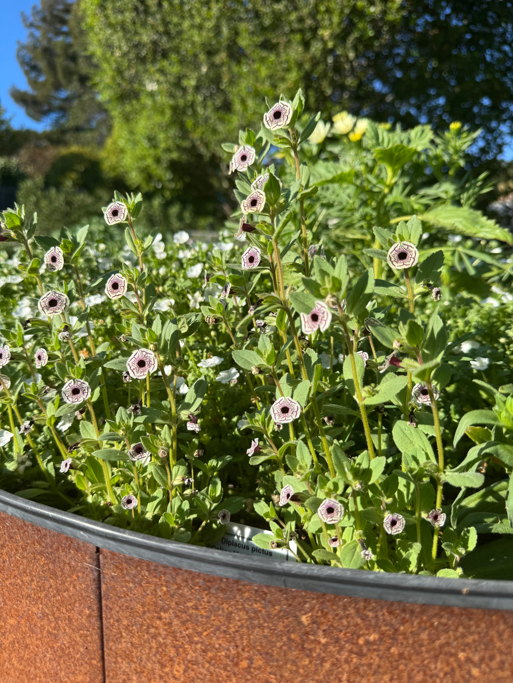 Calico Monkeyflower | Diplacus pictus