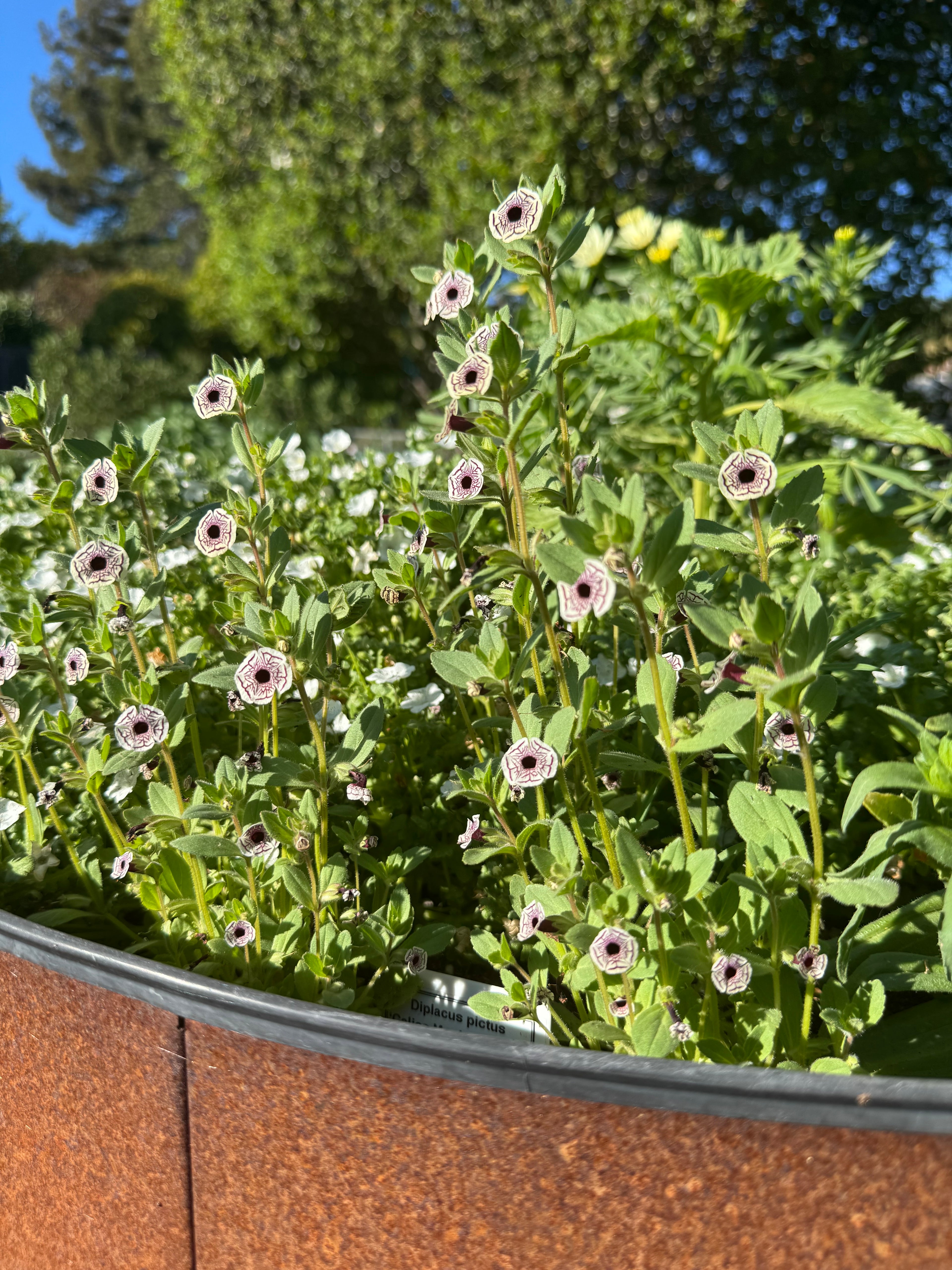 Calico Monkeyflower | Diplacus pictus