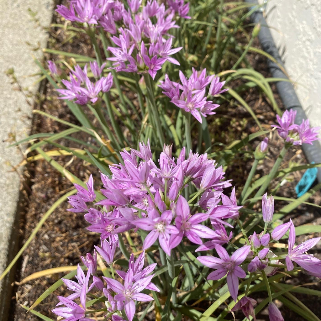 One Leaf Onion | Allium unifolium seeds