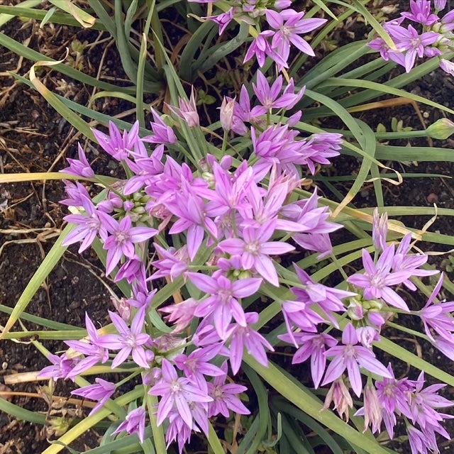 One Leaf Onion | Allium unifolium seeds