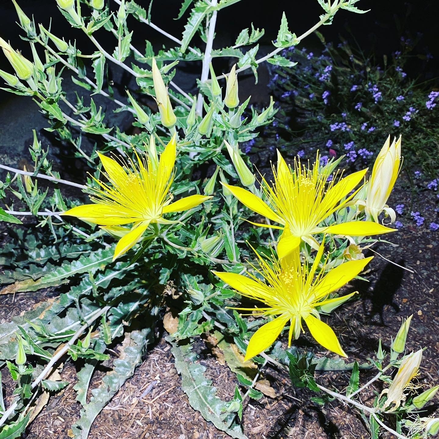Giant Blazingstar | Mentzelia Laevicaulis Seeds