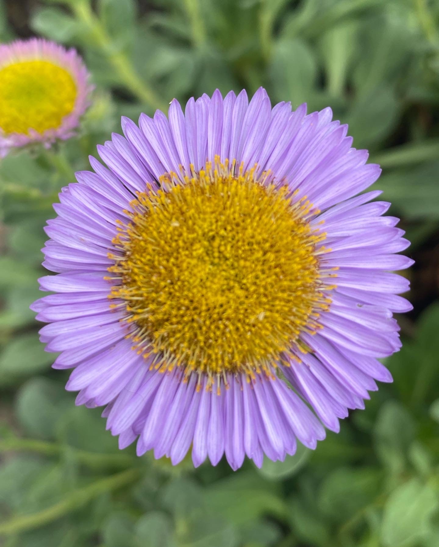 Seaside Daisy | Erigeron glaucus seeds