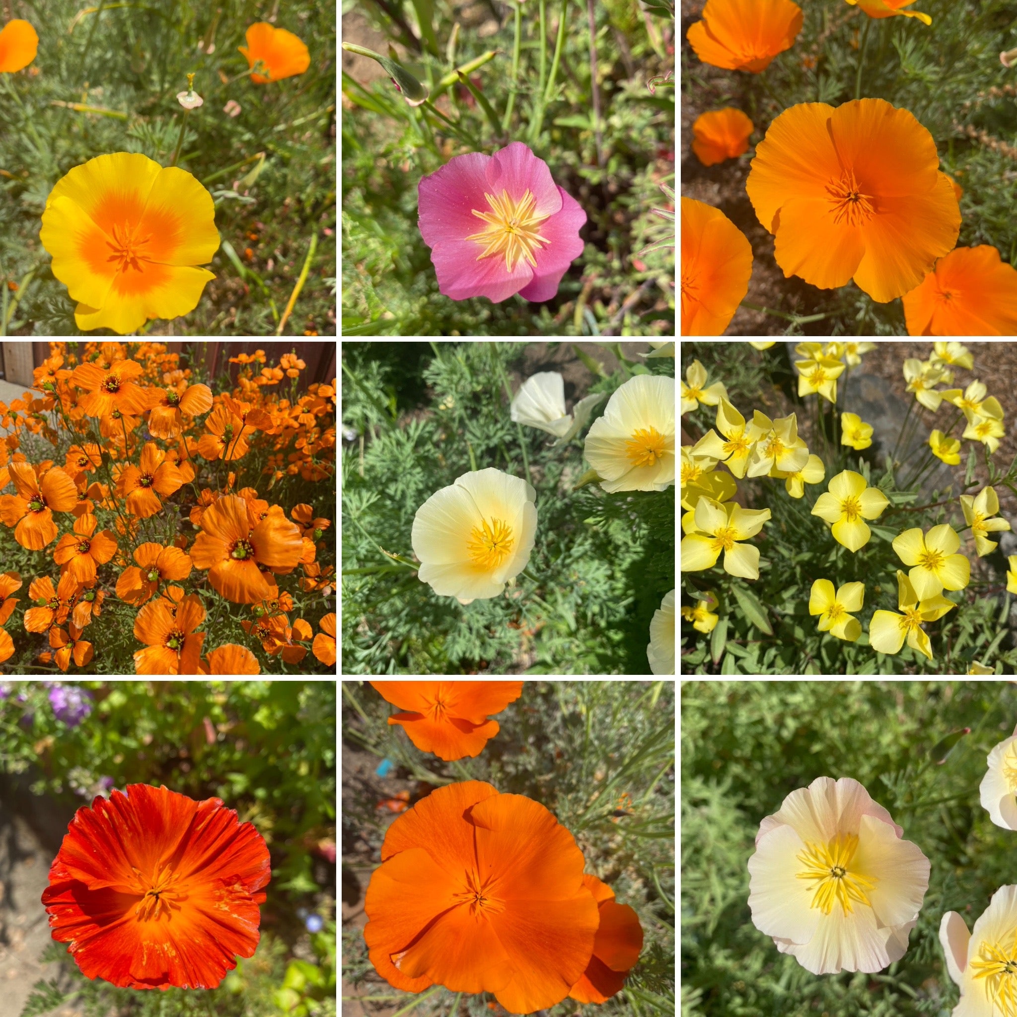Poppy-Pourri: California Native Poppy Collection