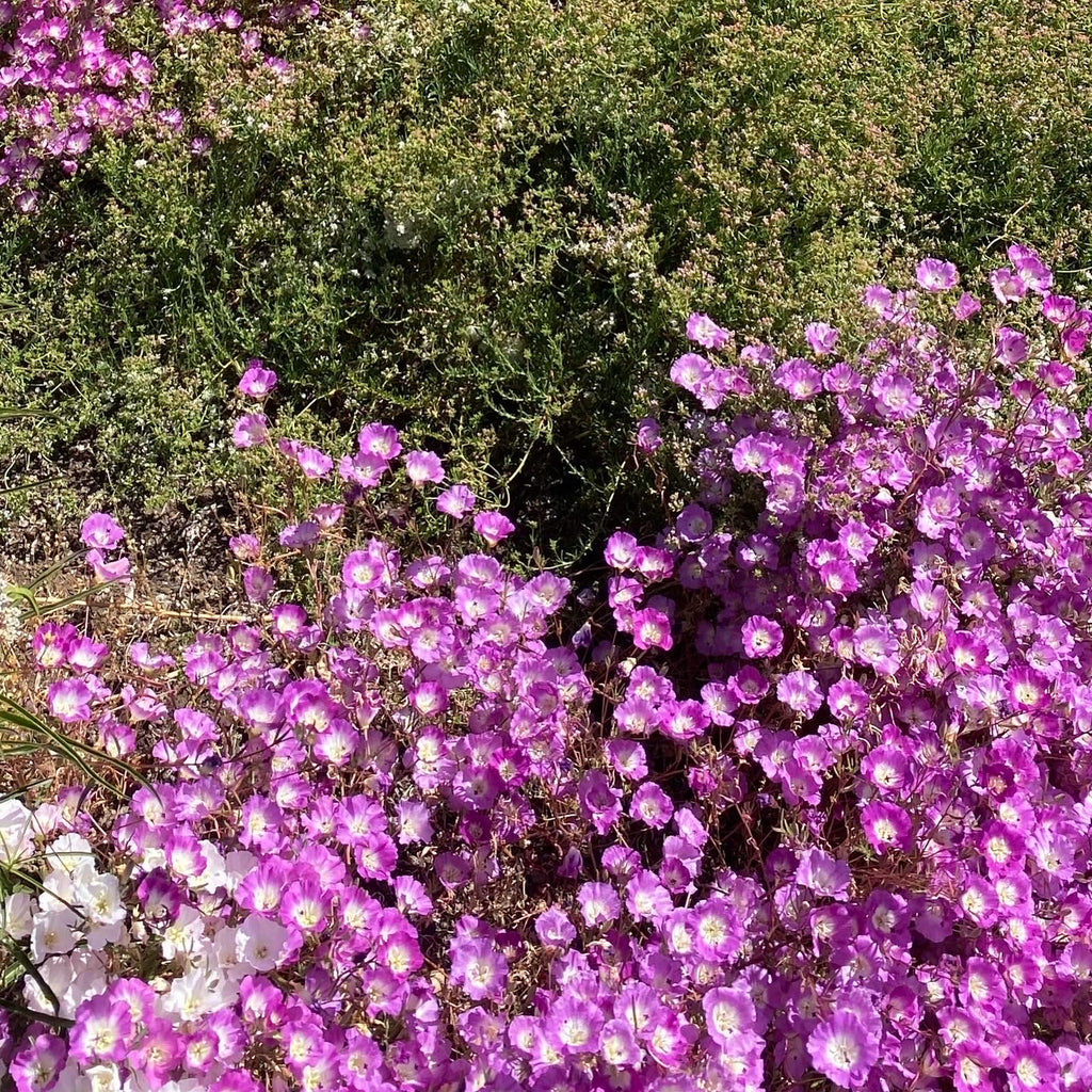 Clarkia Pismo | Clarkia speciosa ssp. immaculata seeds