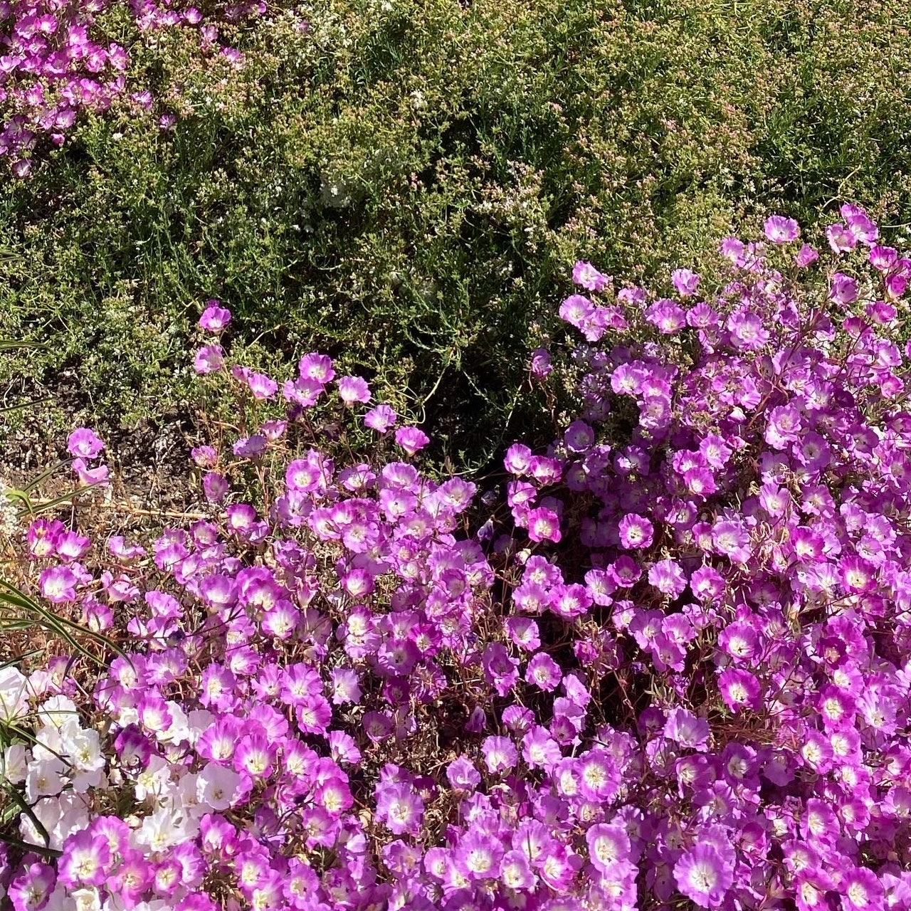 Clarkia Pismo | Clarkia speciosa ssp. immaculata seeds