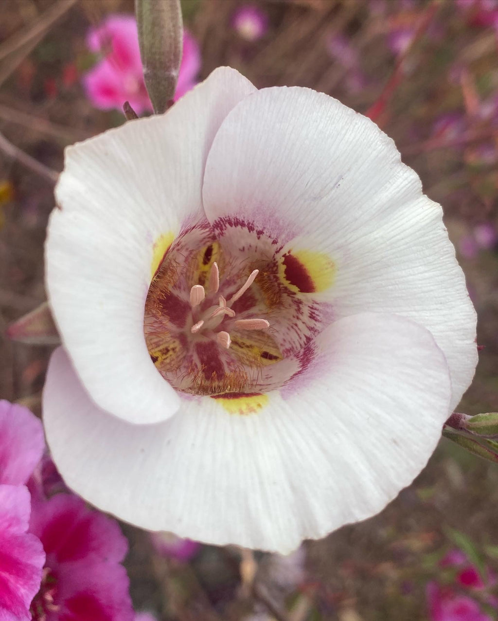white mariposa lily Butterfly Mariposa Lily