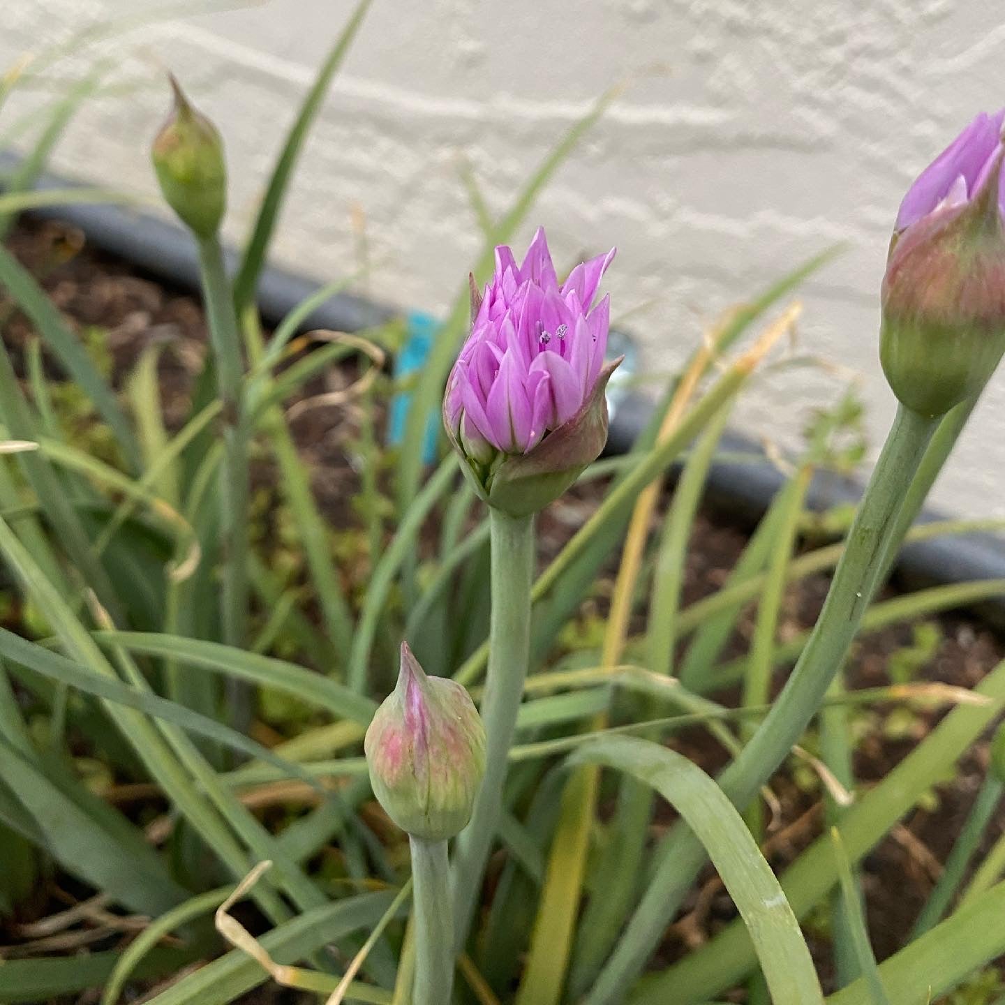 One Leaf Onion | Allium unifolium seeds