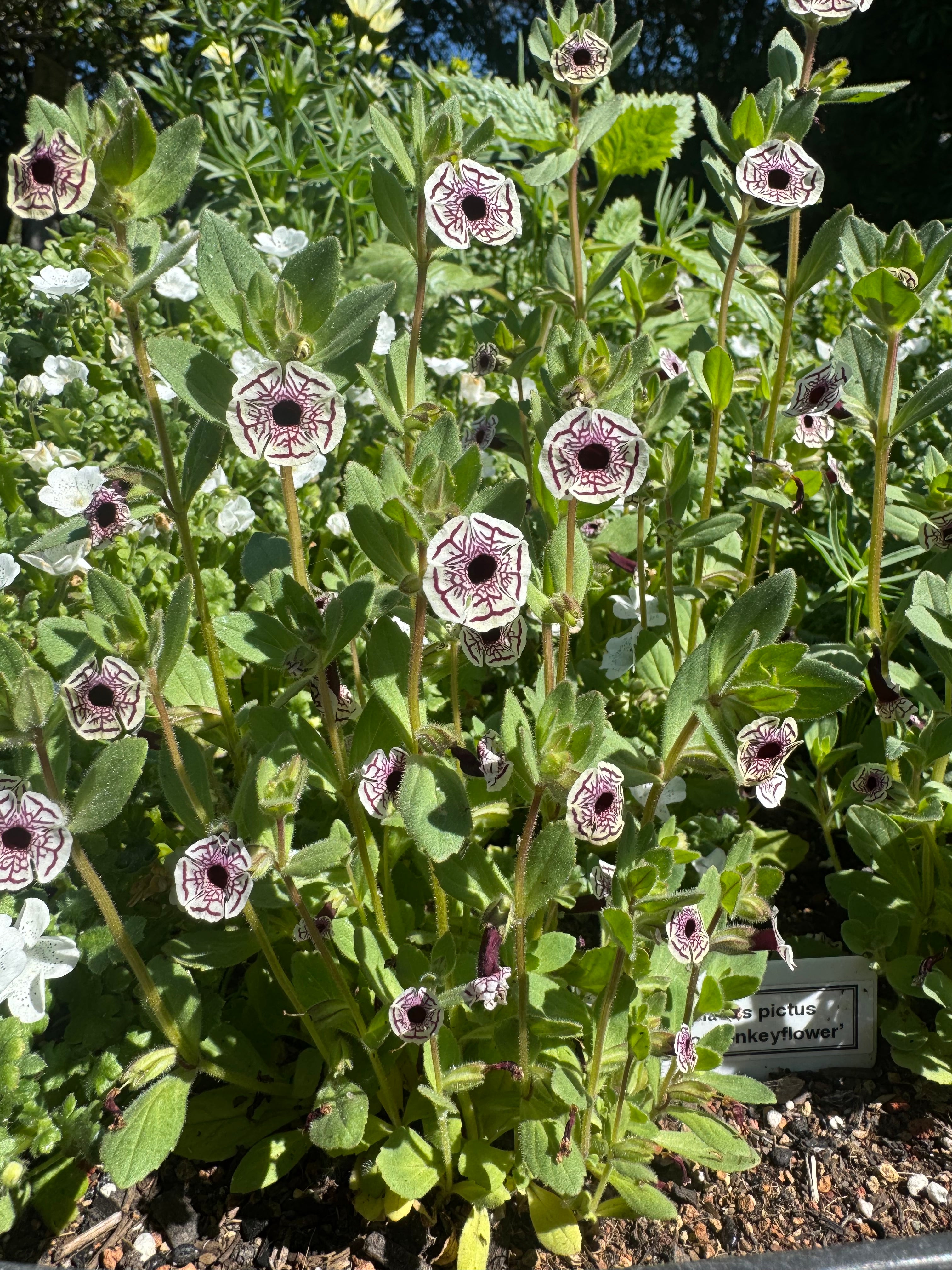 Calico Monkeyflower | Diplacus pictus