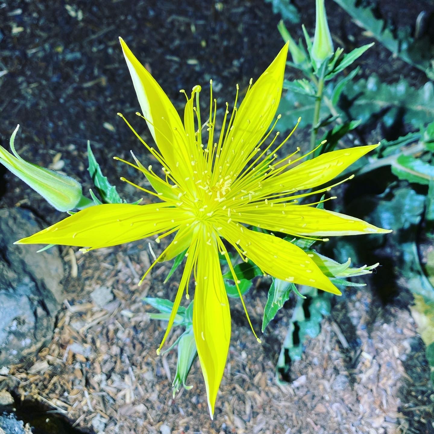 Giant Blazingstar | Mentzelia Laevicaulis Seeds