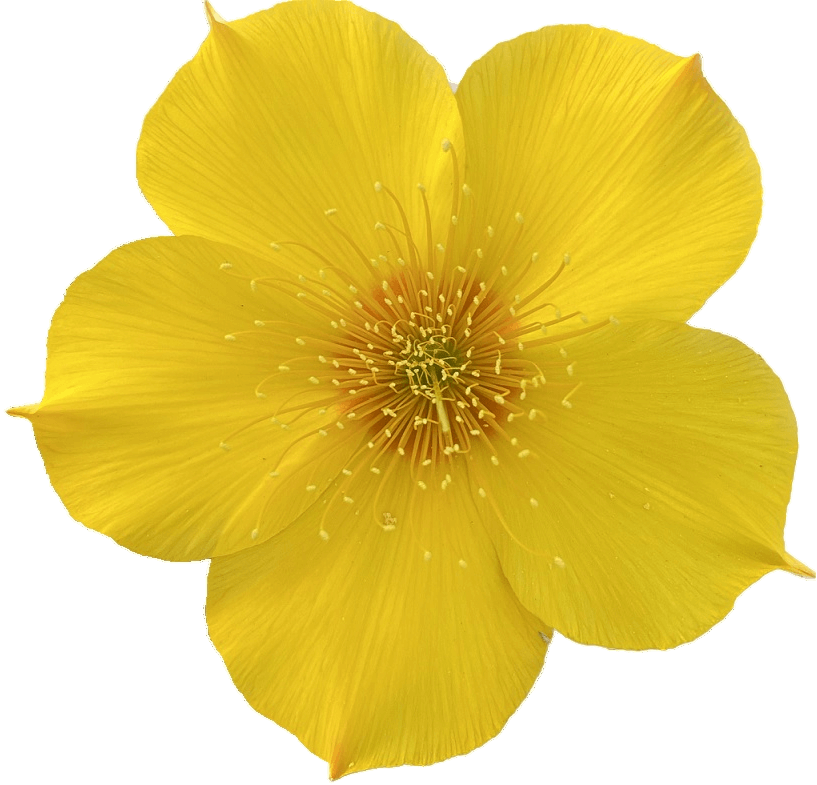 Yellow flower with a clear background