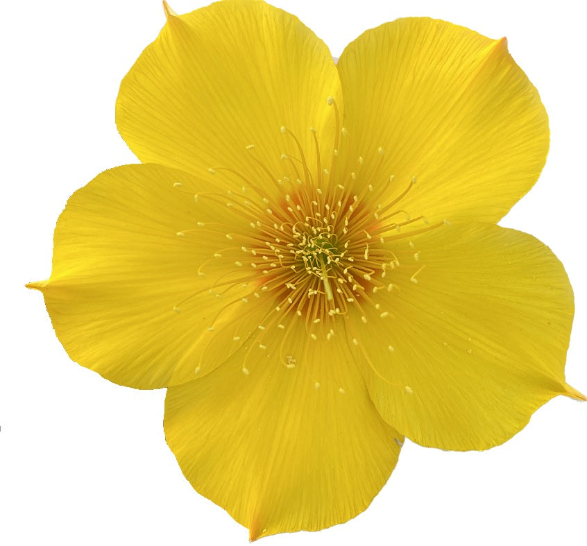Blazing Star | Mentzelia Lindleyi Seeds