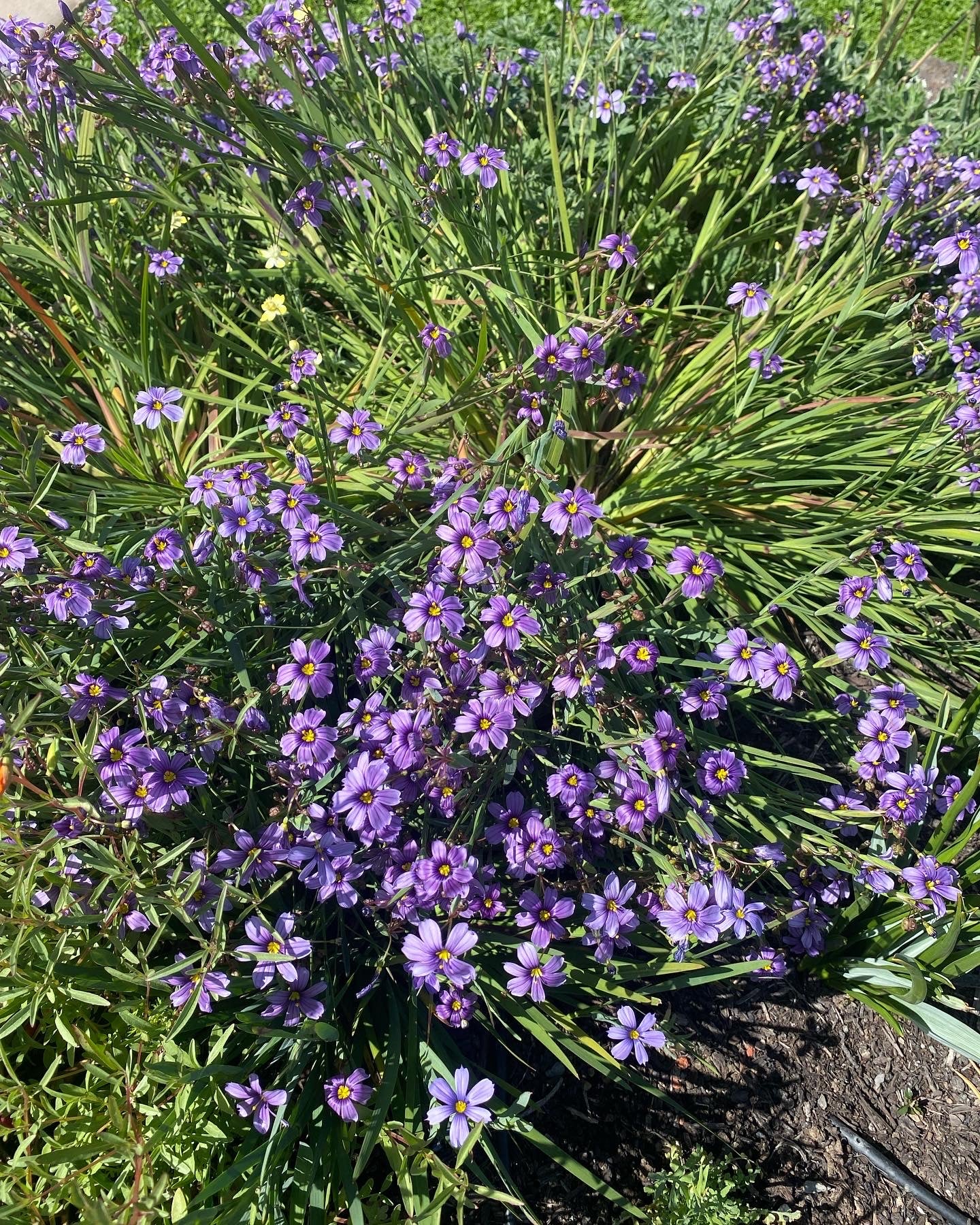 North Coast Blue-eyed Grass | Sisyrinchium bellum 'North Coast' seeds