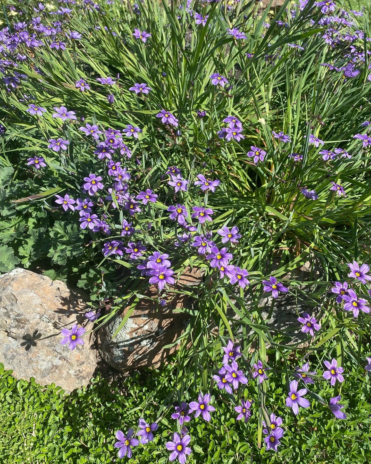 Blue Eyed Grass | Sisyrinchium bellum seeds