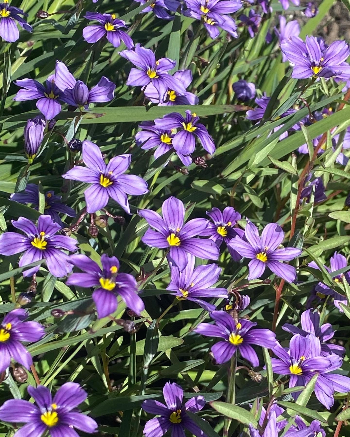 Blue Eyed Grass | Sisyrinchium bellum seeds