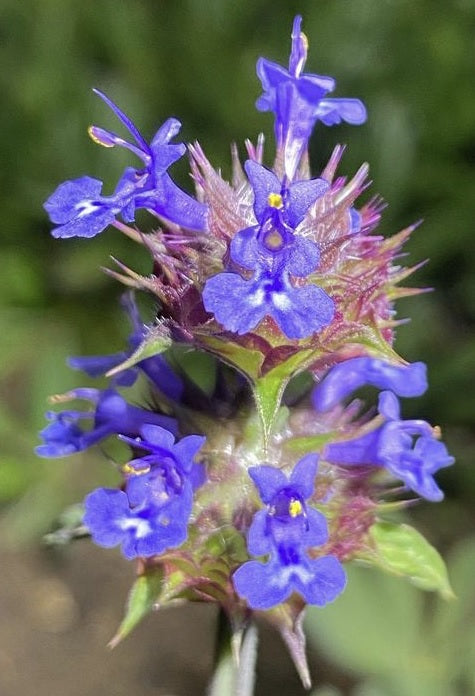 Golden Chia | Salvia Columbariae seeds