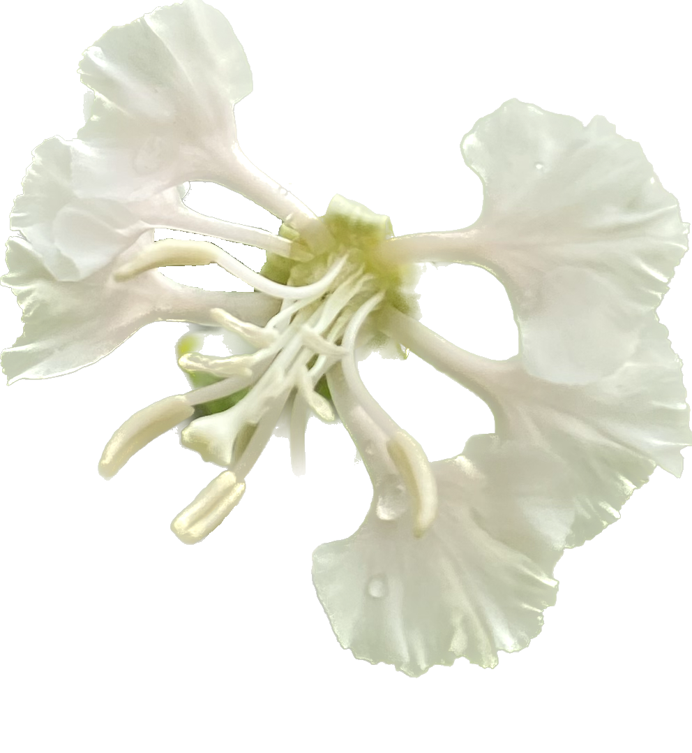 Mountain Garland White Clarkia | Clarkia unguiculata seeds