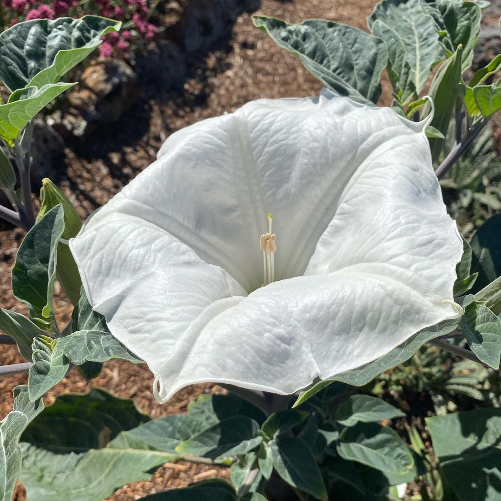 Sacred Datura | Datura wrightii