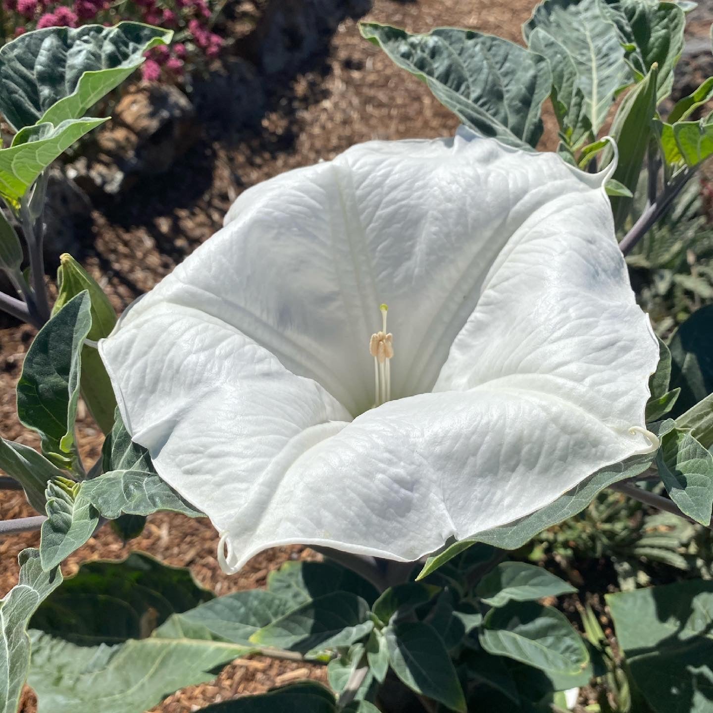 Sacred Datura | Datura wrightii