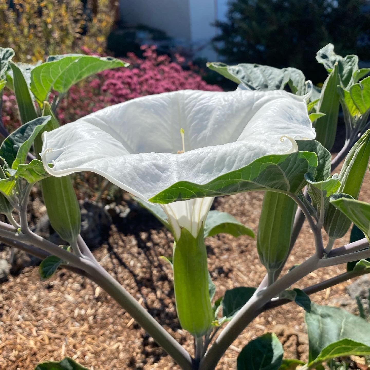 Sacred Datura | Datura wrightii