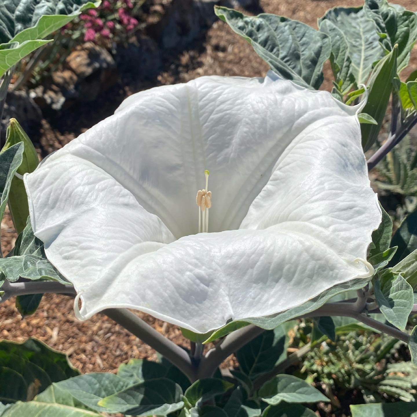 Sacred Datura | Datura wrightii
