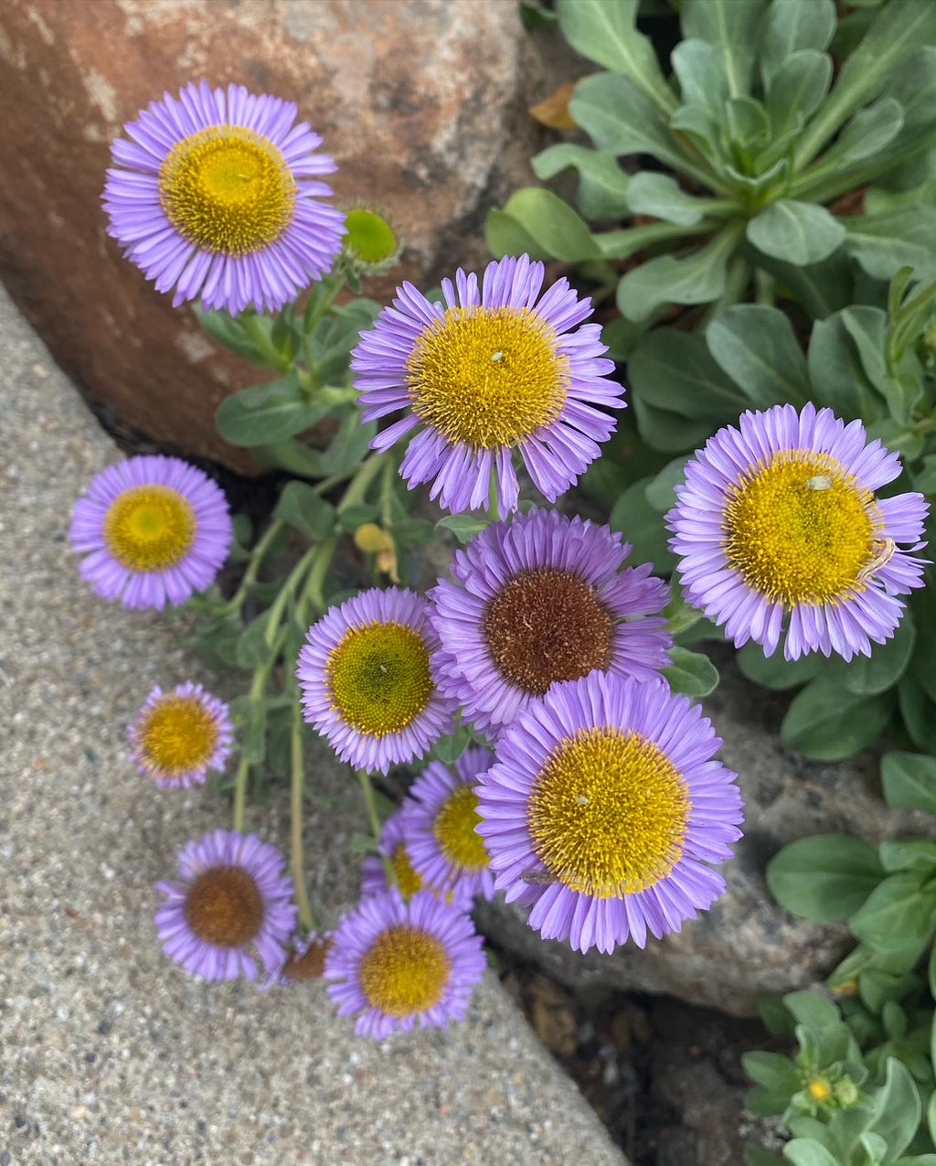 Seaside Daisy | Erigeron glaucus seeds