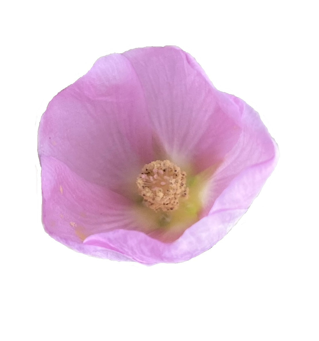 Desert Globemallow | Sphaeralcea ambigua seeds