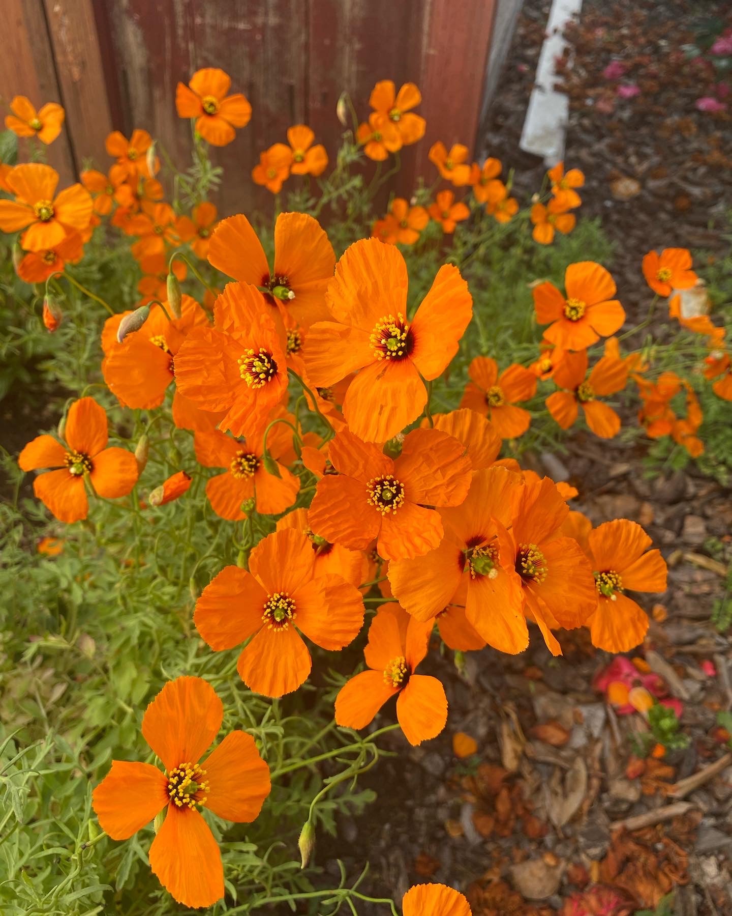 Wind Poppy | Papaver Heterophyllum