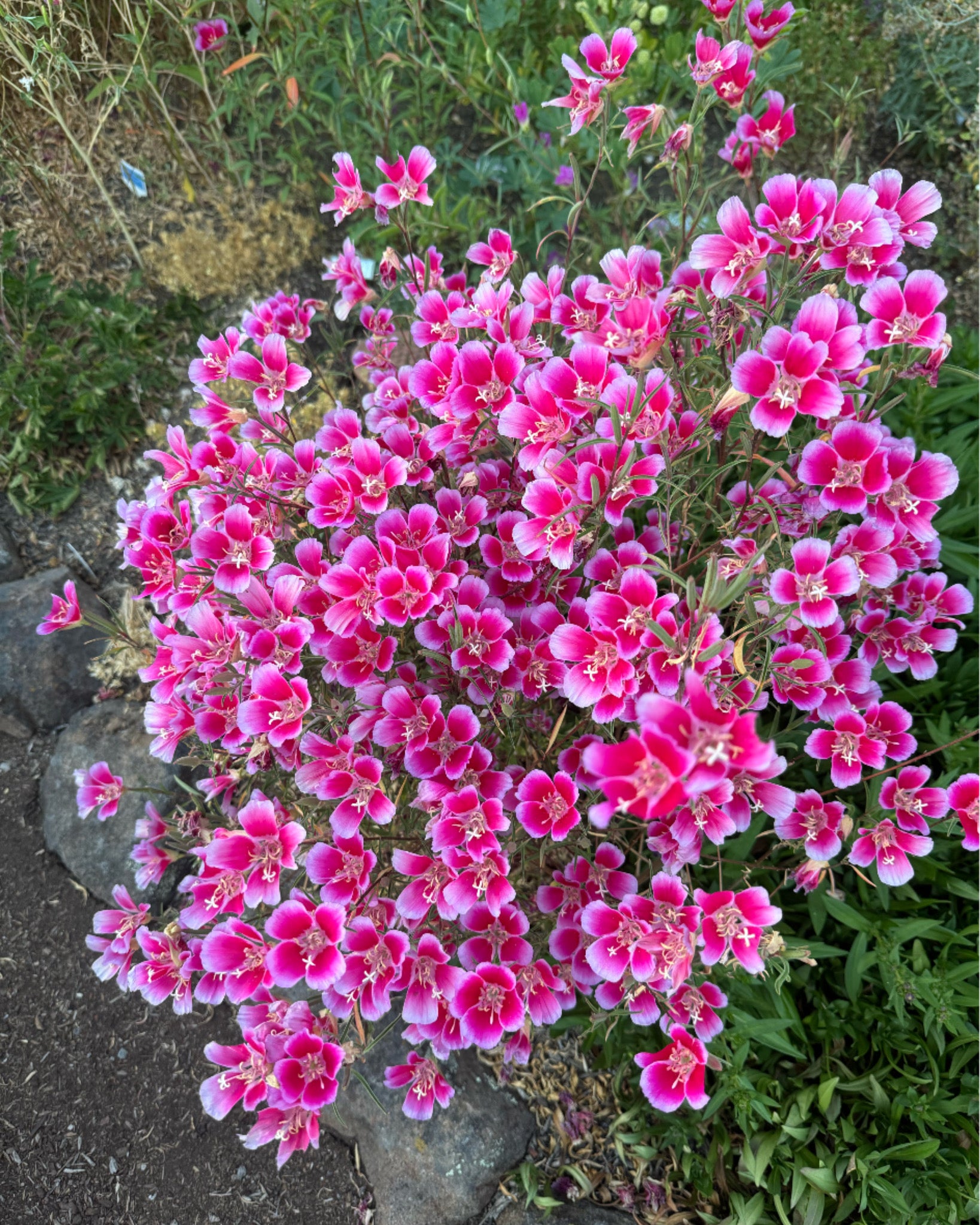 Clarkia Mix | Clarkia ssp. seeds