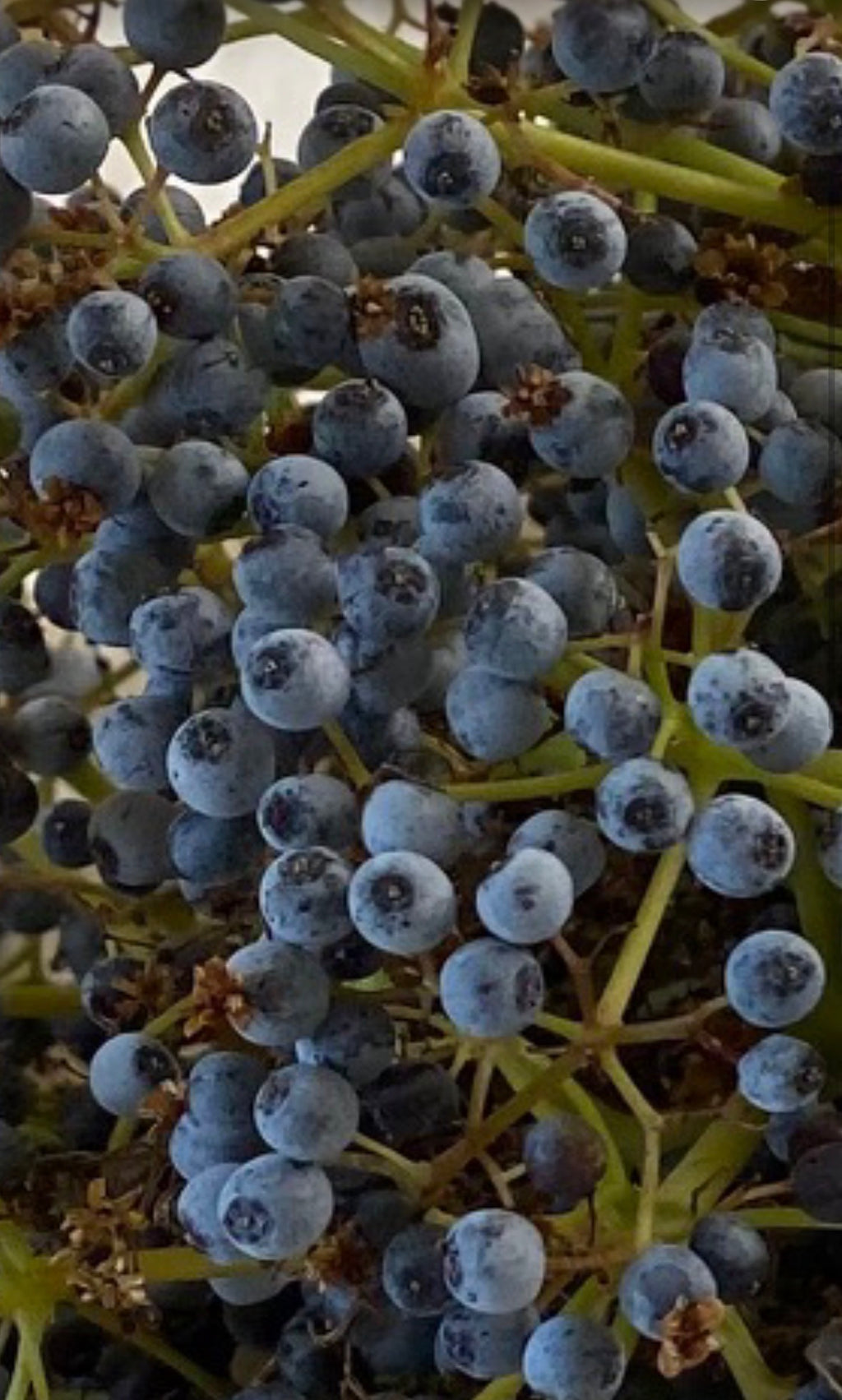 Blue Elderberry | Sambucus nigra ssp. caerulea seeds