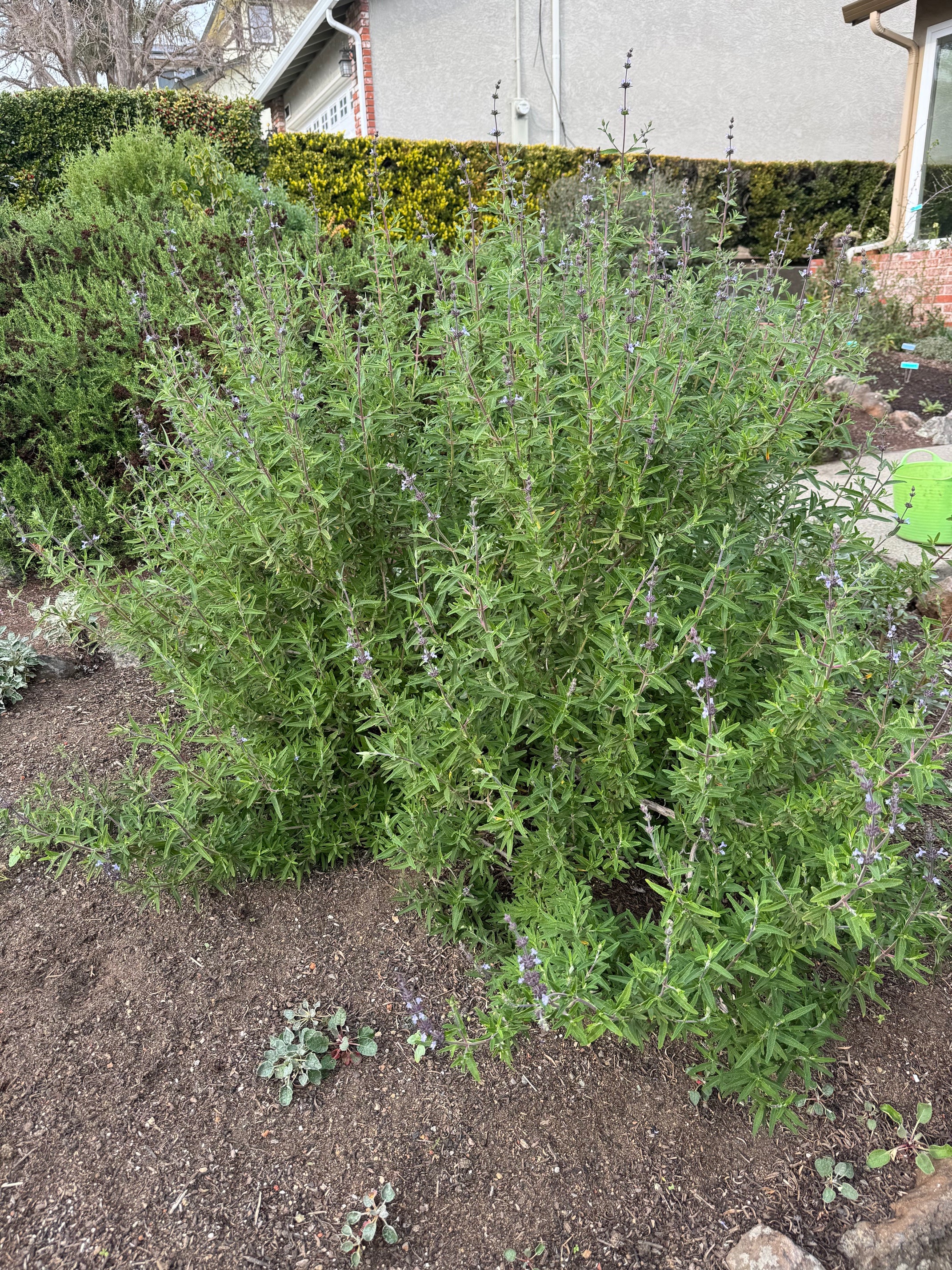 Pacific Blue Salvia Brandegeei | Salvia brandegeei 'Pacific Blue' seeds