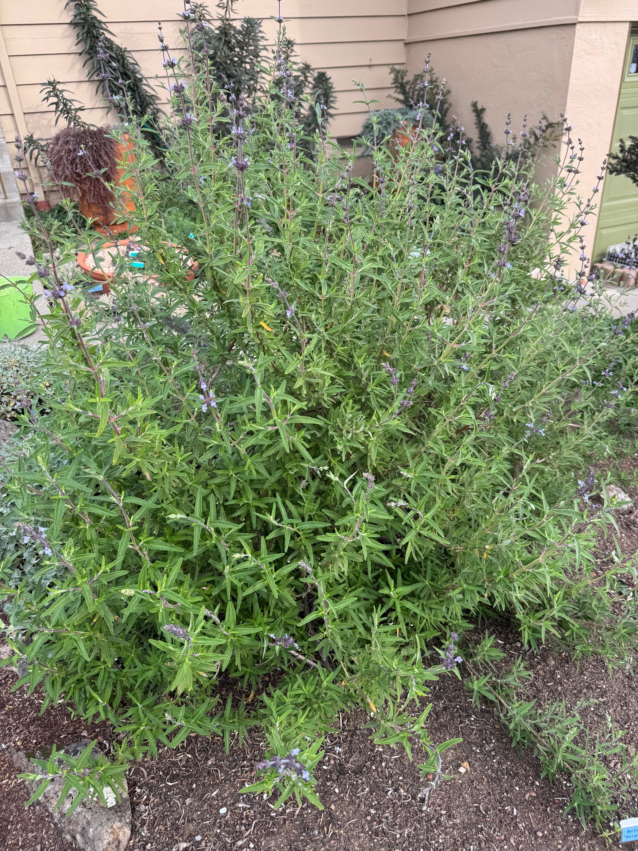 Pacific Blue Salvia Brandegeei | Salvia brandegeei 'Pacific Blue' seeds