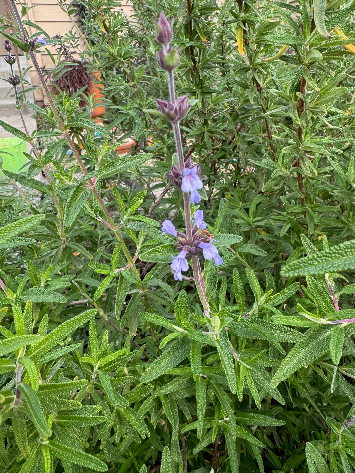 Pacific Blue Salvia Brandegeei | Salvia brandegeei 'Pacific Blue' seeds