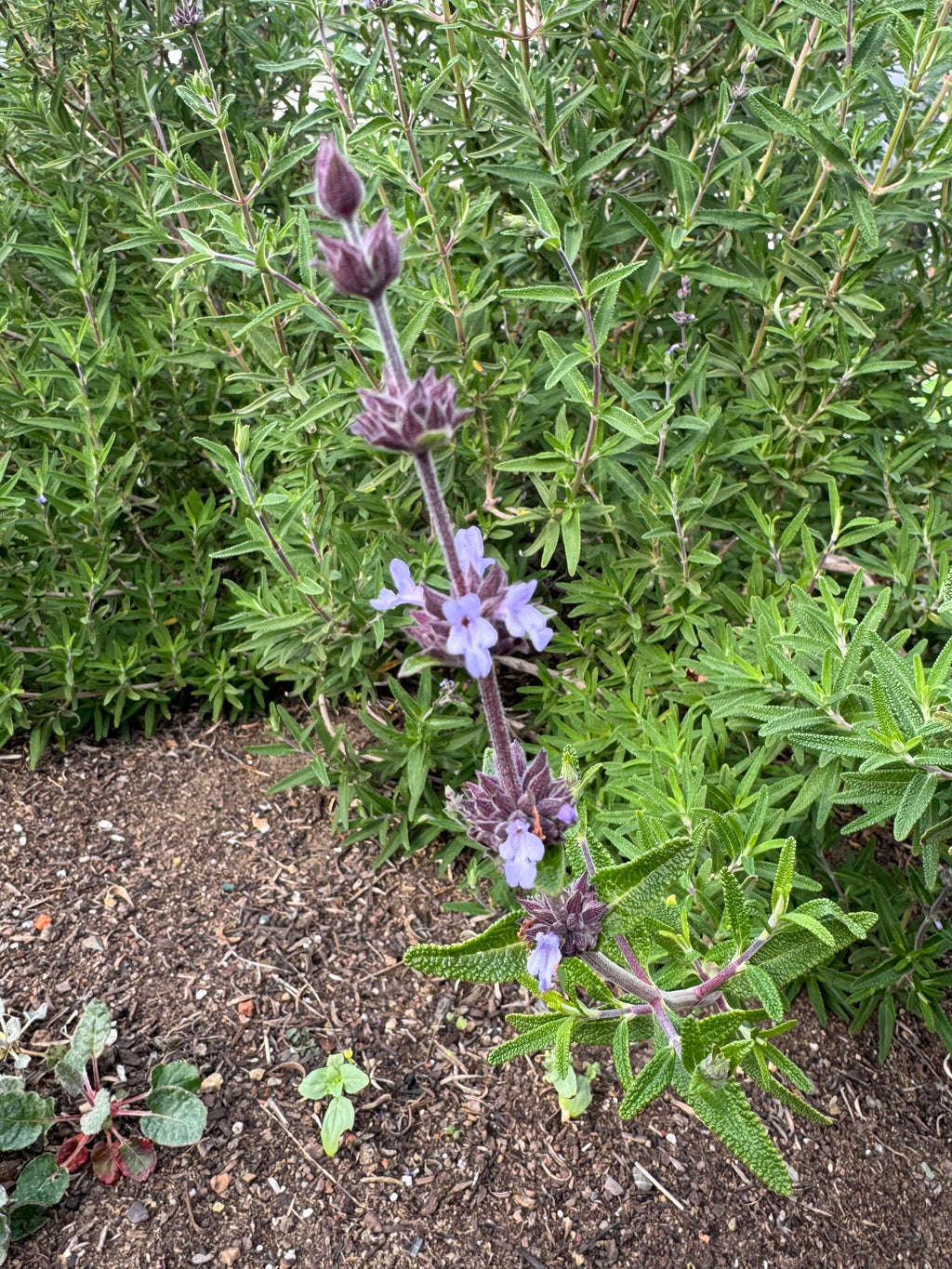 Pacific Blue Salvia Brandegeei | Salvia brandegeei 'Pacific Blue' seeds