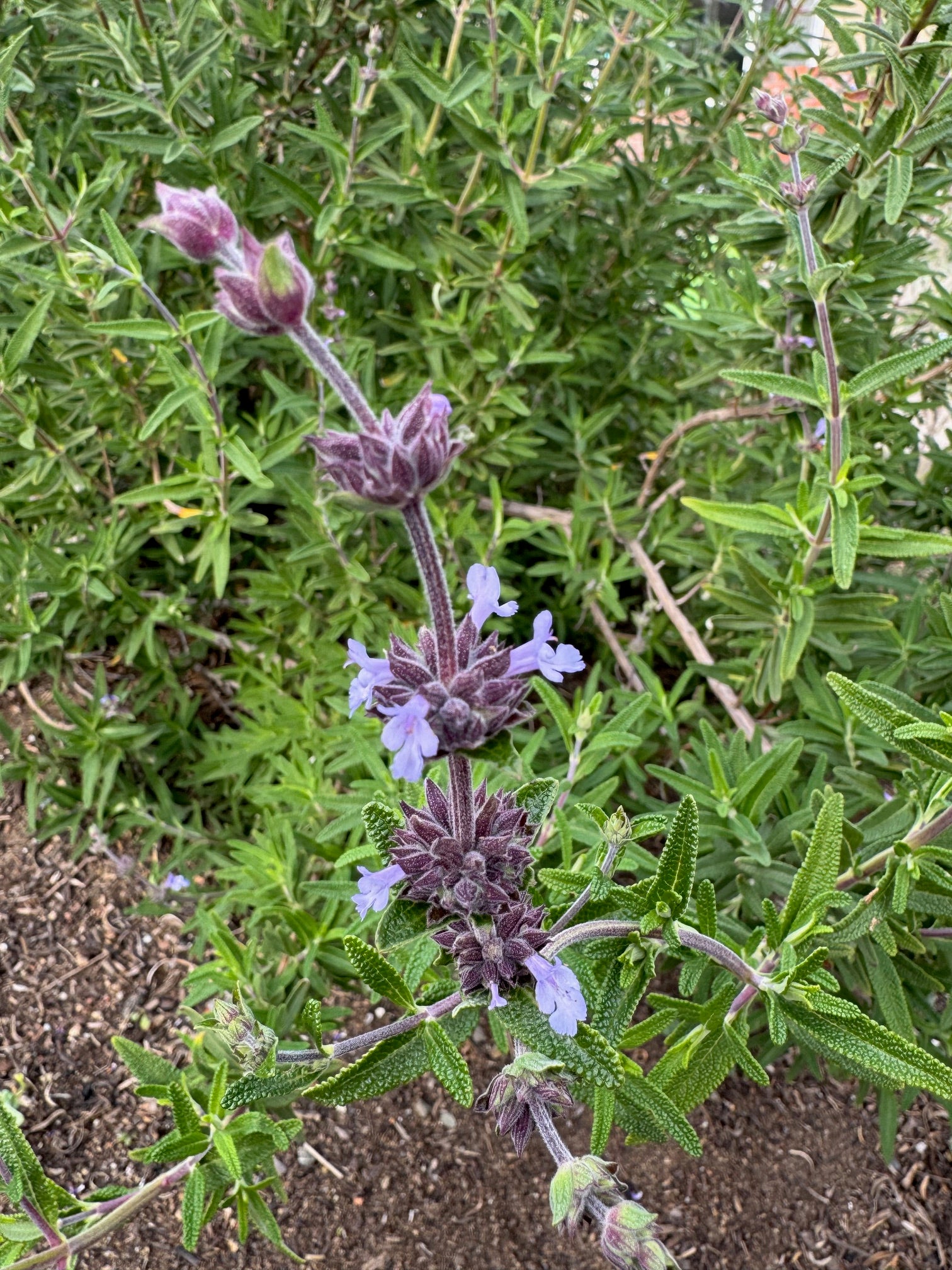 Pacific Blue Salvia Brandegeei | Salvia brandegeei 'Pacific Blue' seeds