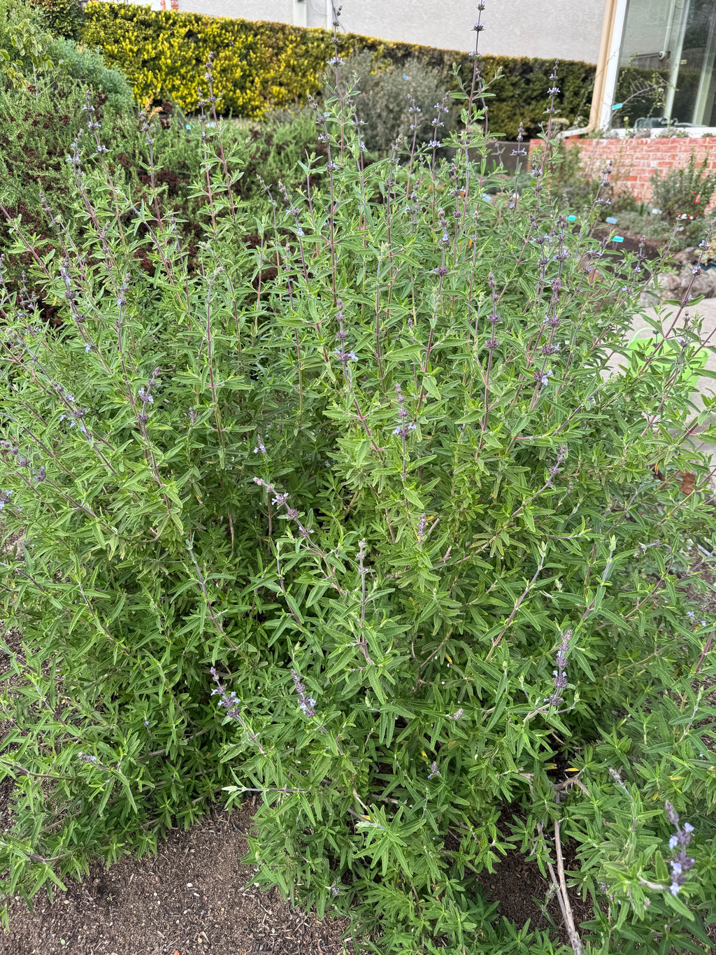 Pacific Blue Salvia Brandegeei | Salvia brandegeei 'Pacific Blue' seeds