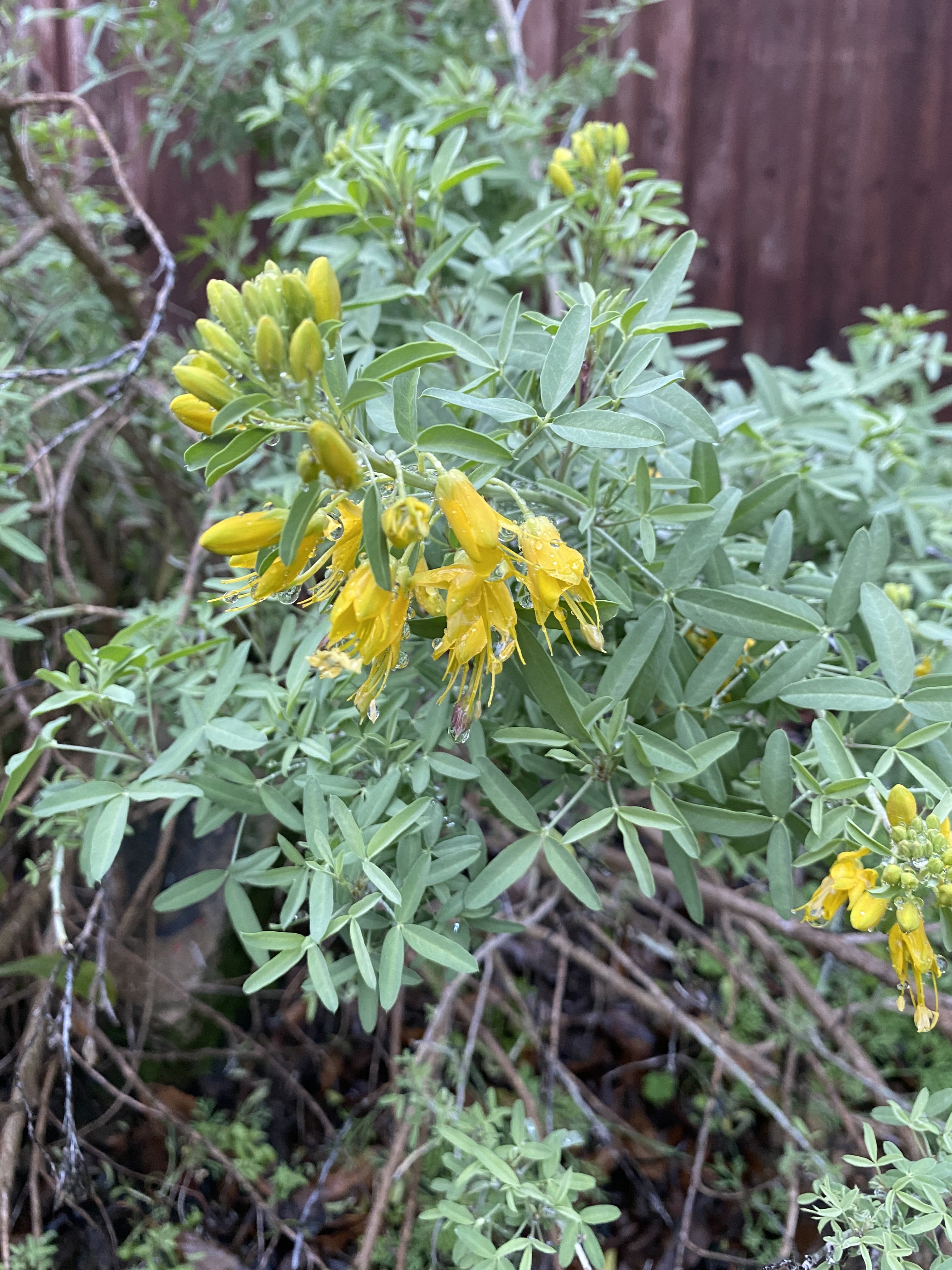 California Bladderpod | Peritoma Arborea seeds