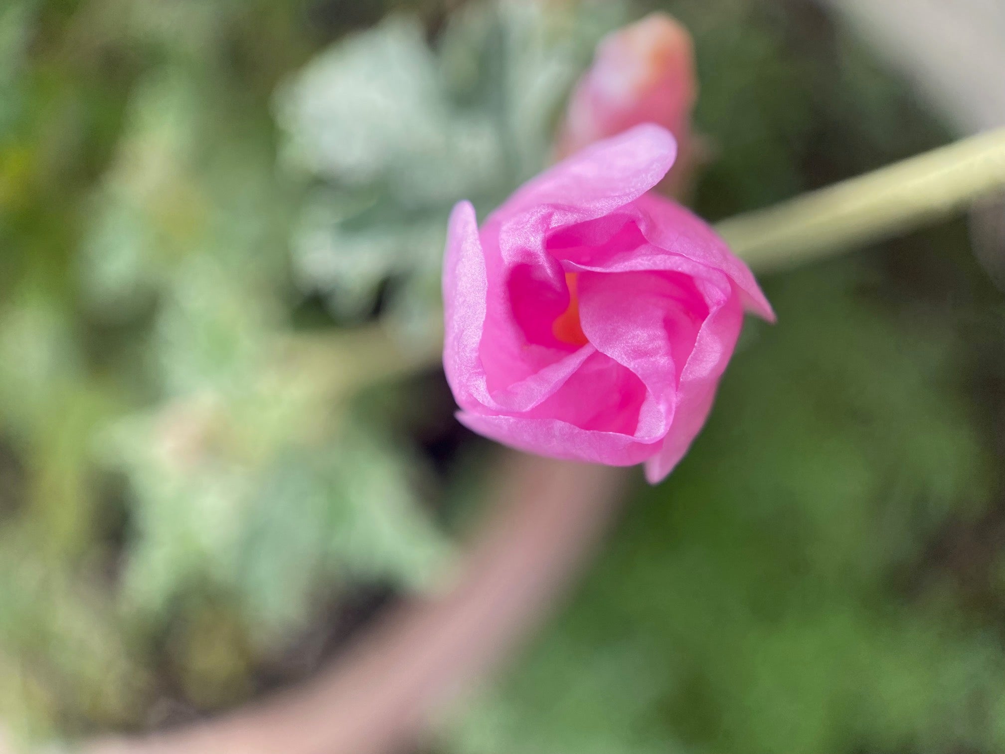Desert Globemallow | Sphaeralcea ambigua seeds