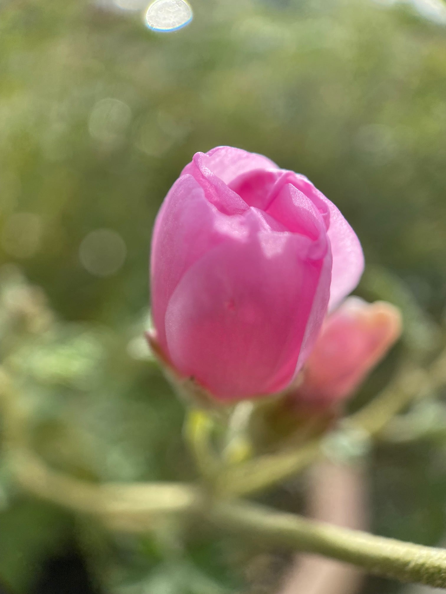 Desert Globemallow | Sphaeralcea ambigua seeds